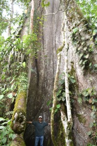 Photo: Jeff with giant Ceibo tree